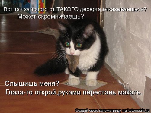 Свежая котоматрица (32 фото)