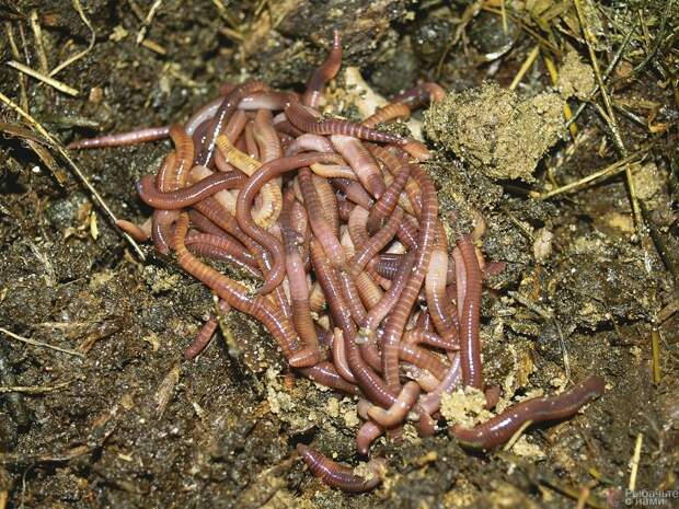 В хорошей компостной куче бывает так много навозных червей (здесь Eisenia foetida), что их запаса хватает не только для ловли по выходным, но и для прикармливания.