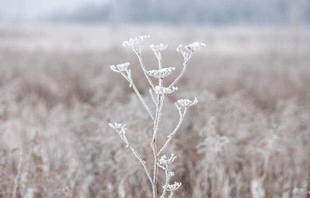 В Тульской области 30 января прекратится снегопад, но похолодает до -18 градусов