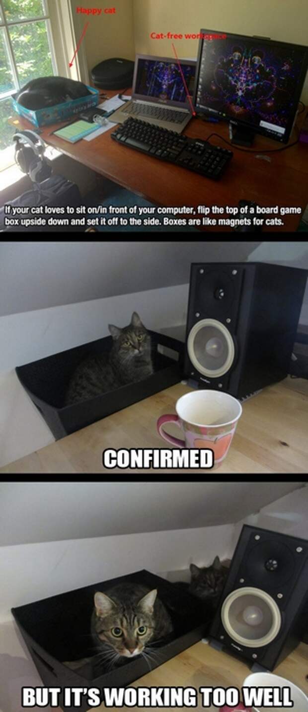 коты