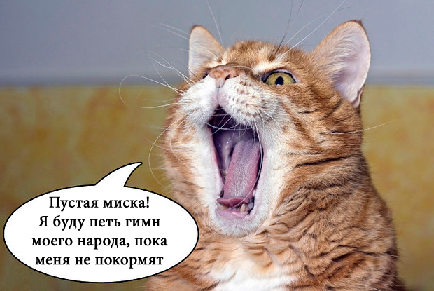 О чем на самом деле думают коты