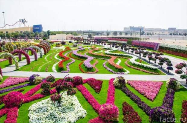 Самый большой в мире парк цветов — Dubai Miracle Garden