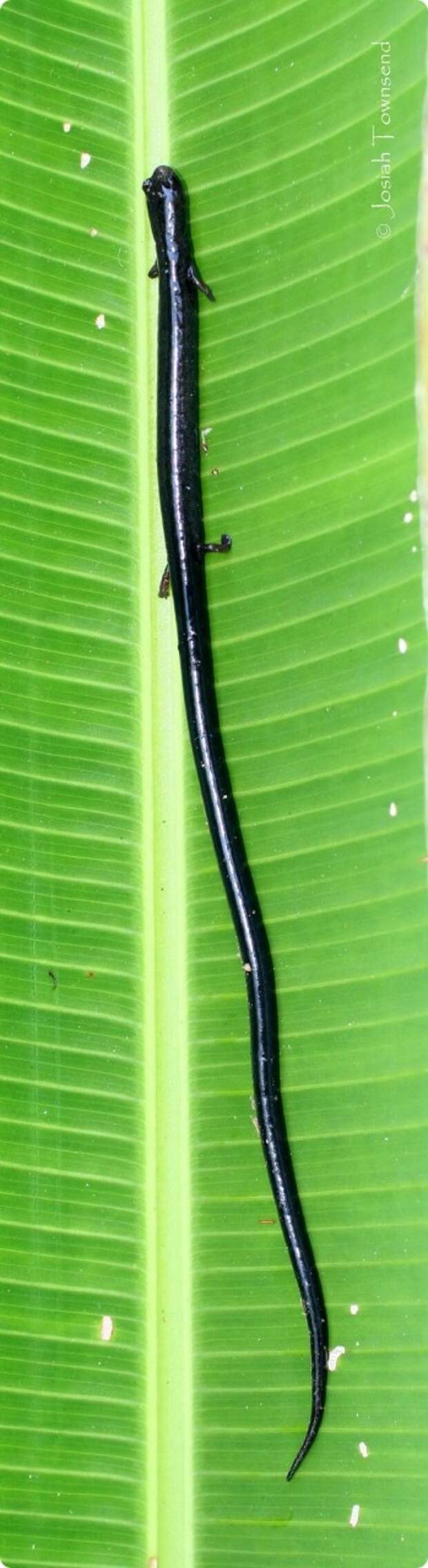 Веретеновидные саламандры (лат. Oedipina)