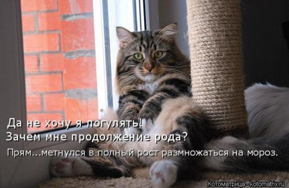 Котоматрицы(картинки с надписями)