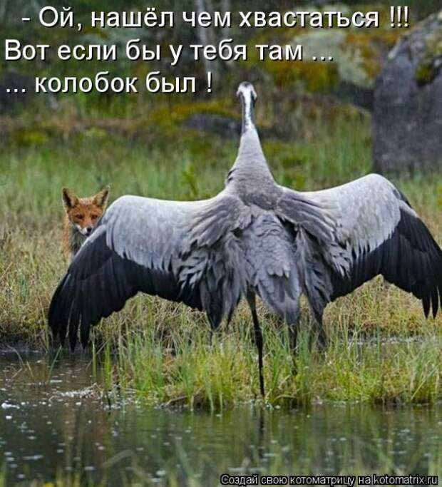 Лучшие котоматрицы недели (50 фото)