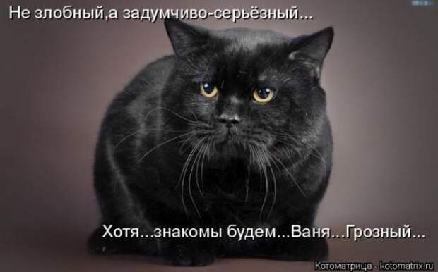 Котоматрицы (картинки с надписями)