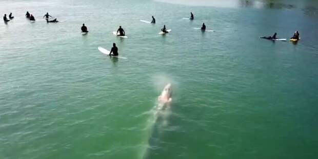 Сюрприз: Серый кит незаметно подплыл к группе серферов 