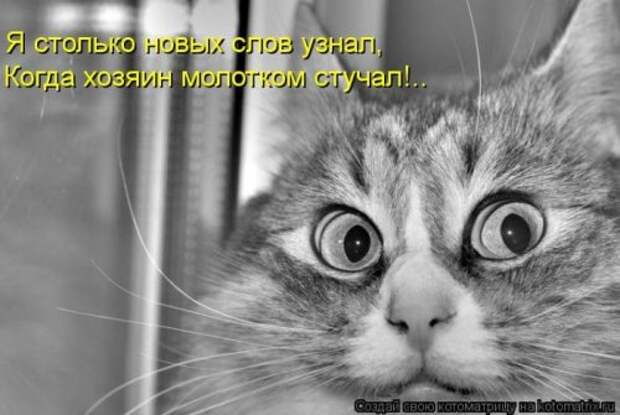 Веселая котоматрица за неделю (28 шт)