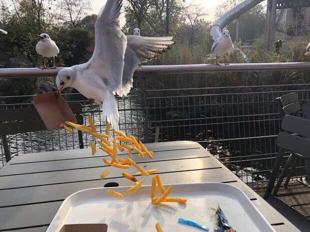 Уникальные кадры сделанные в нужный момент
