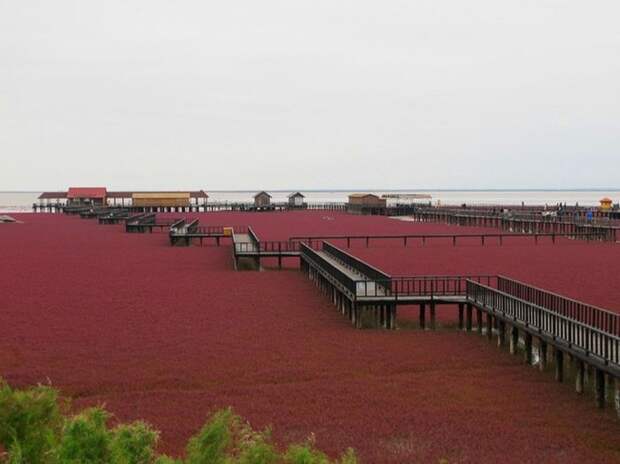 Необычный "Красный пляж" в Китае пляж, китай