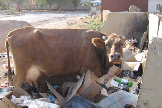 Корова, пойманная в Махачкале