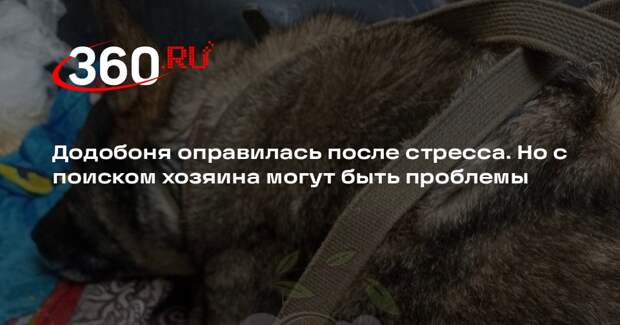 Хозяйка приюта, куда прислали Додобоню, дала прогноз по поиску хозяев