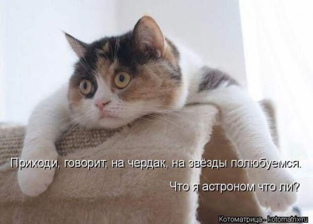 Котоматрицы (картинки с надписями)