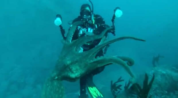 Ужасные случаи нападения осьминогов на человека