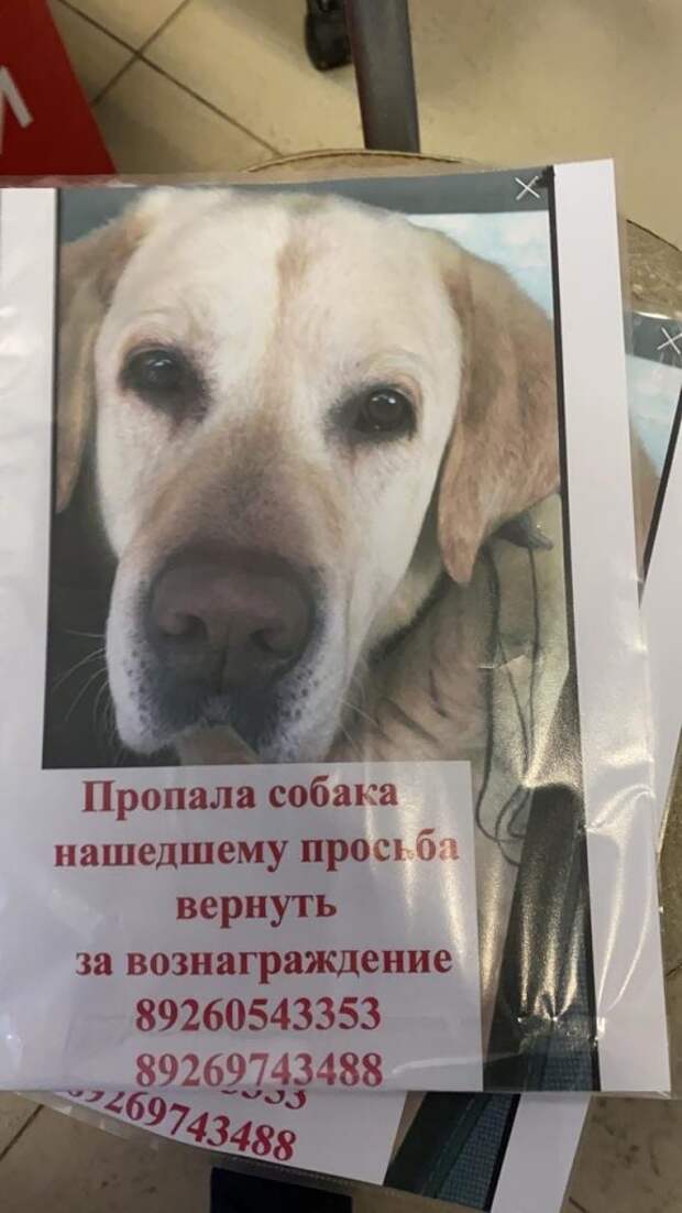 Пропавшего в Северном лабрадора Принца увезли неизвестные на «Тайоте»