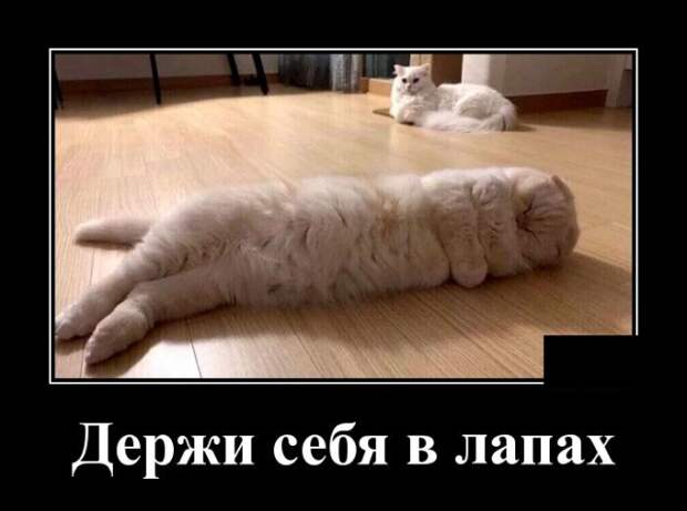 Демотиваторы (20 фото)