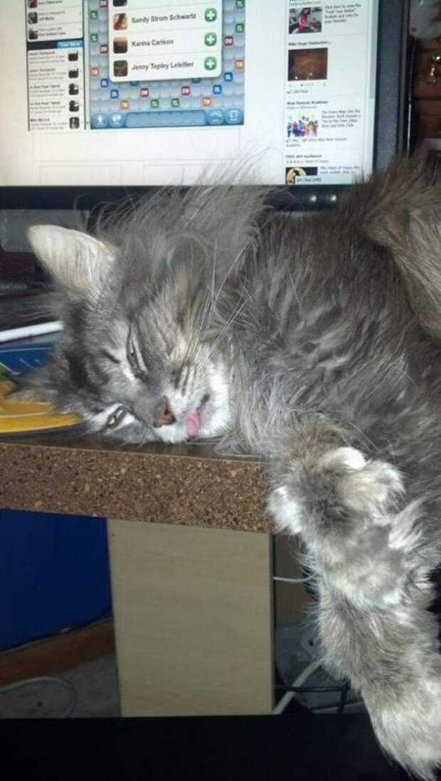 КОТОприколы (22 шт)