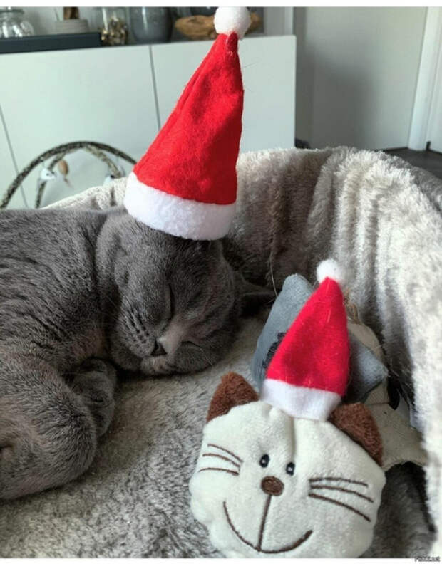 0b6007cae17aae0b777507be97f71ca7 (547x700, 335Kb)