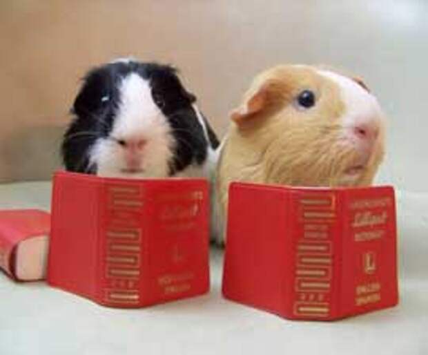 Guinea Pigs with Book