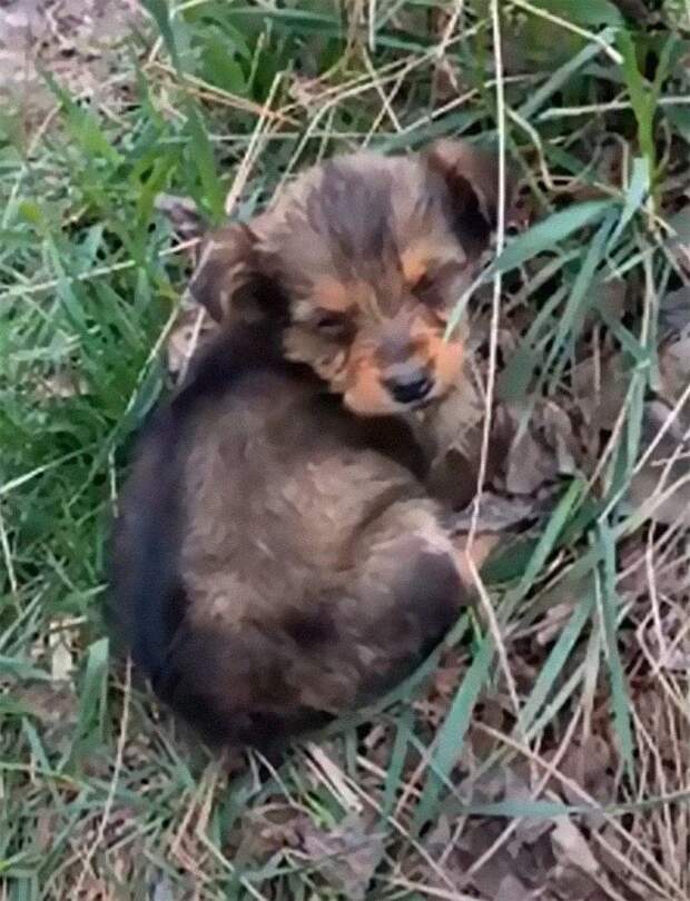 Мужчина нашёл больного щенка в лесу, забрал его домой..