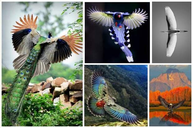 Красота птичьего полета великолепие, животные, интересное, красота, полет, птицы, факты