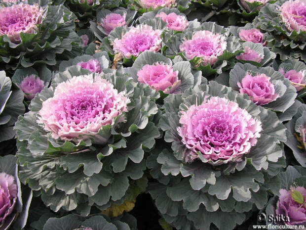 Brassica_oleracea_kr (700x525, 186Kb)
