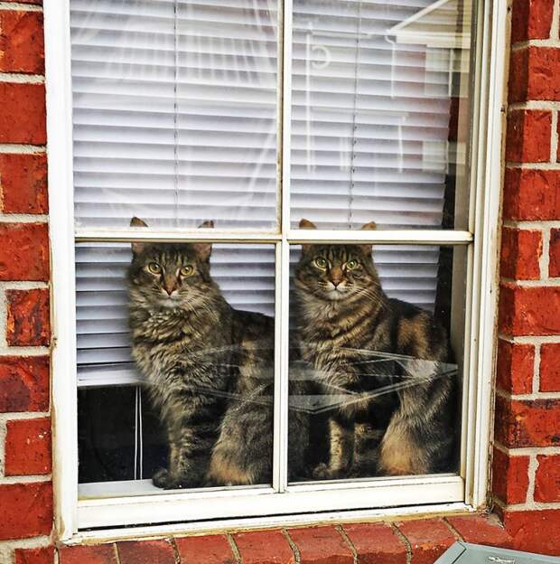 фото животных у окна коты