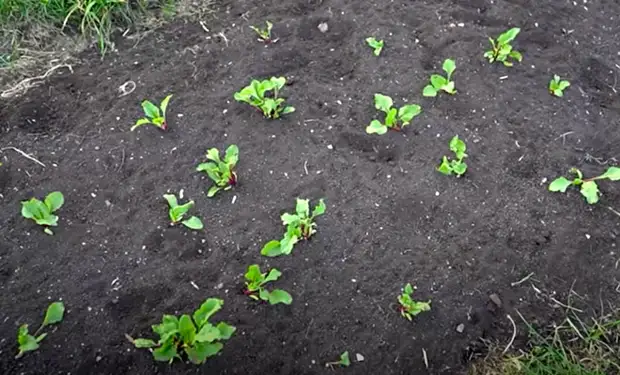 Мужчина живет отшельником на краю Тайги уже больше 50 лет и не обращает внимание на цивилизацию