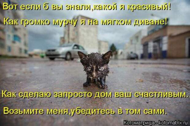Котоматрицы(картинки с надписями)