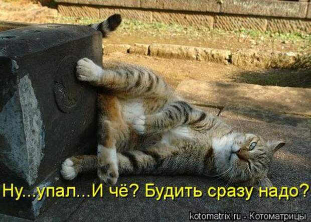 Котоматрицы(картинки с надписями)