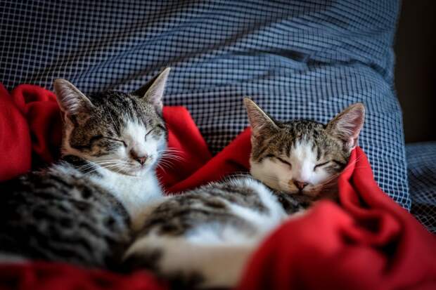 чем коты лучше собак коты