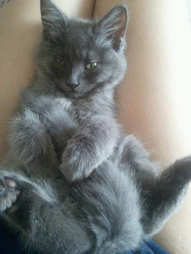 Животные, которые думают, что они секси юмор, животные, секси