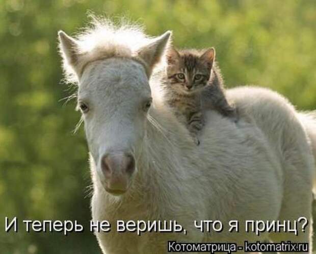 Котоматрицы(картинки с надписями)