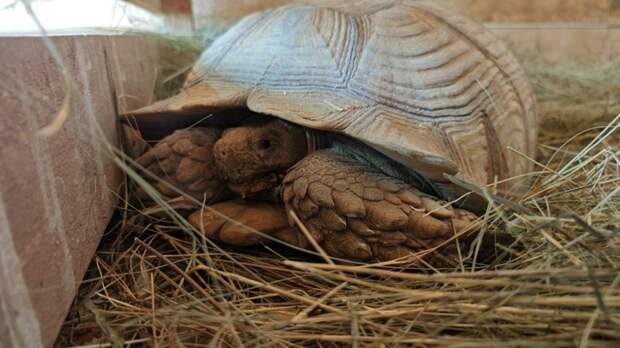 В барнаульском зоопарке поселилась пара гигантских шпороносных черепах