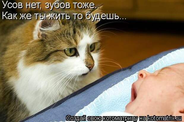 Котоматрица: Усов нет, зубов тоже.. Как же ты жить то будешь...