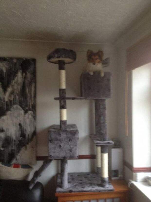 Смешные собаки, которые думают, что они кошки Собаки которые думают что они кошки, собаки ведут себя как кошки