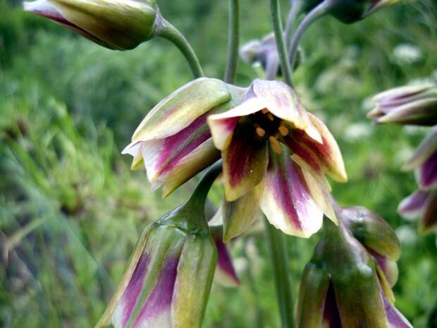 Allium Siculum цветы