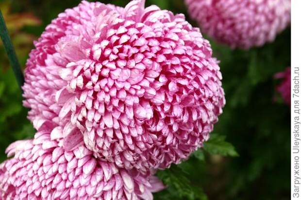 Сорт Milka Pink, фото автора