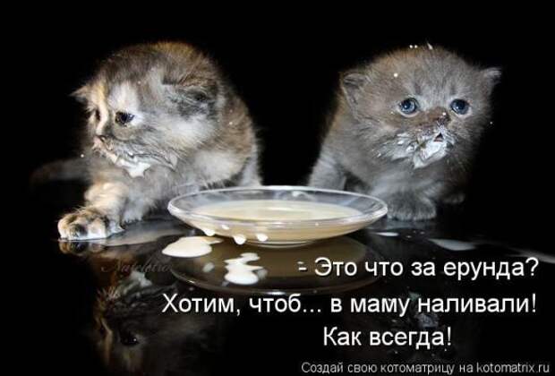 Котоматрицы (картинки с подписями)