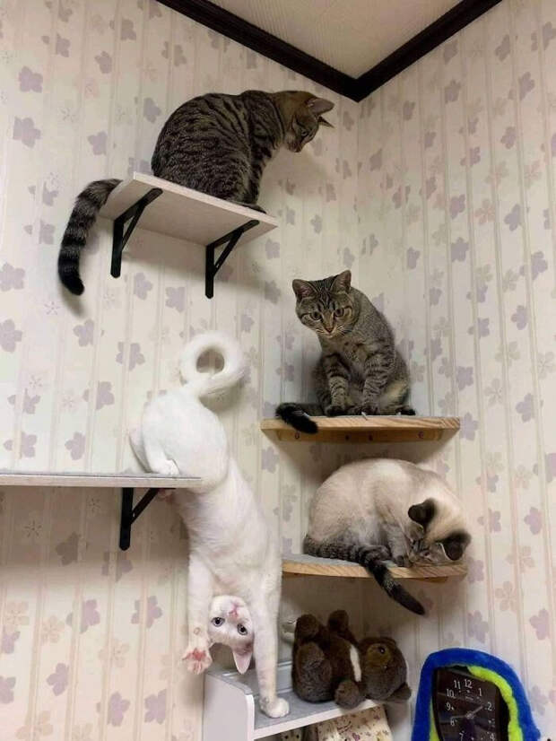 Милые и забавные животные, которые заряжают позитивом