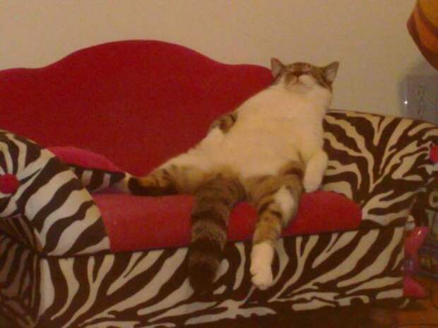 Котики