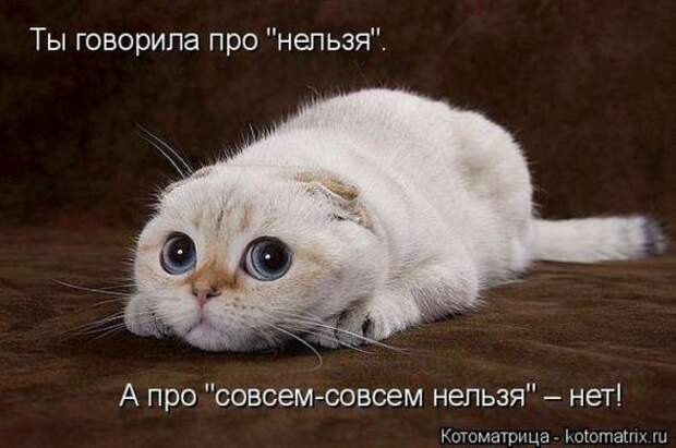 Котоматрицы (картинки с надписями)