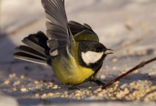 Синицы делятся на общительных и стеснительных.