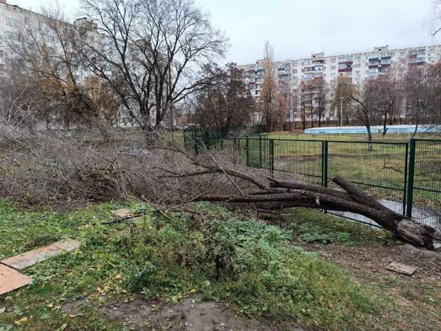 Поваленное дерево у курской школы №38 уберут до конца месяца