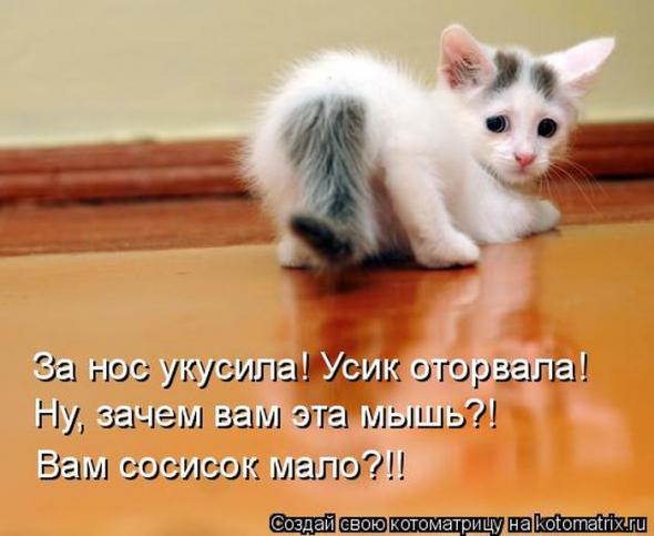Котоматрицы(картинки с надписями)