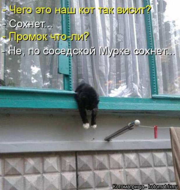 Котоматрицы(картинки с надписями)