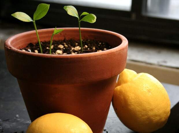 Как посадить лимонные косточки правильно