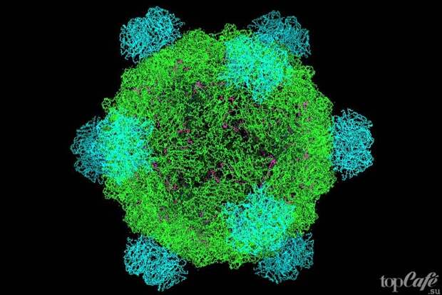 10 смертельных бактерий и вирусов: Phi-X174