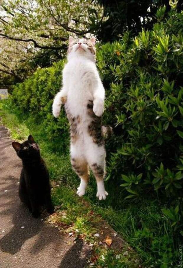 Котики