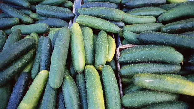 Диетолог Соломатина рассказала, в каких случаях могут быть противопоказаны огурцы